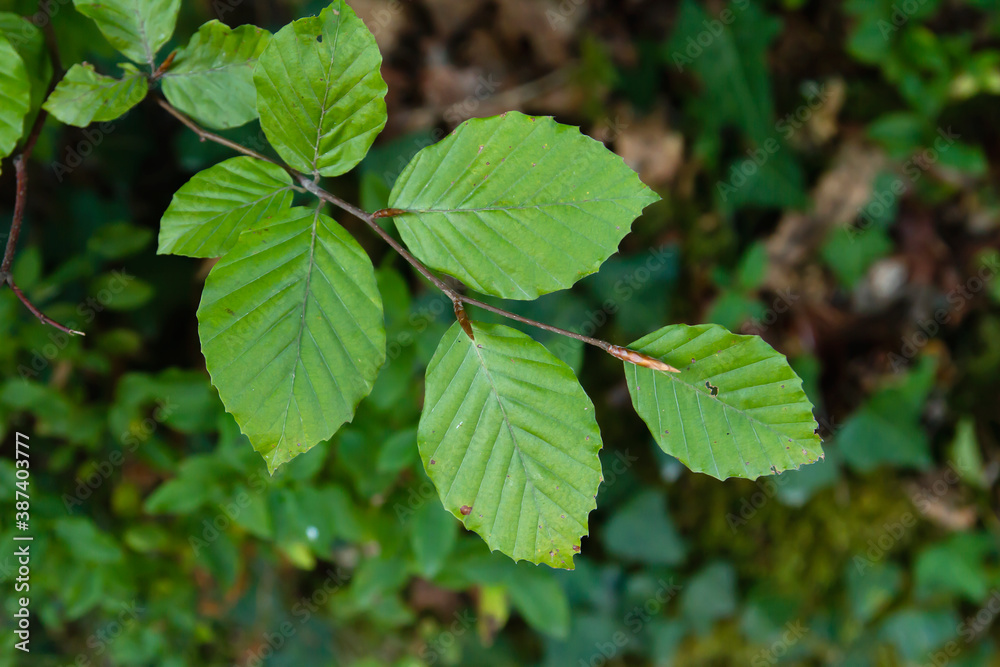 Beech tree leaves Beech tree leaves