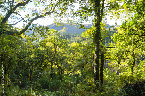 Green forest landscape