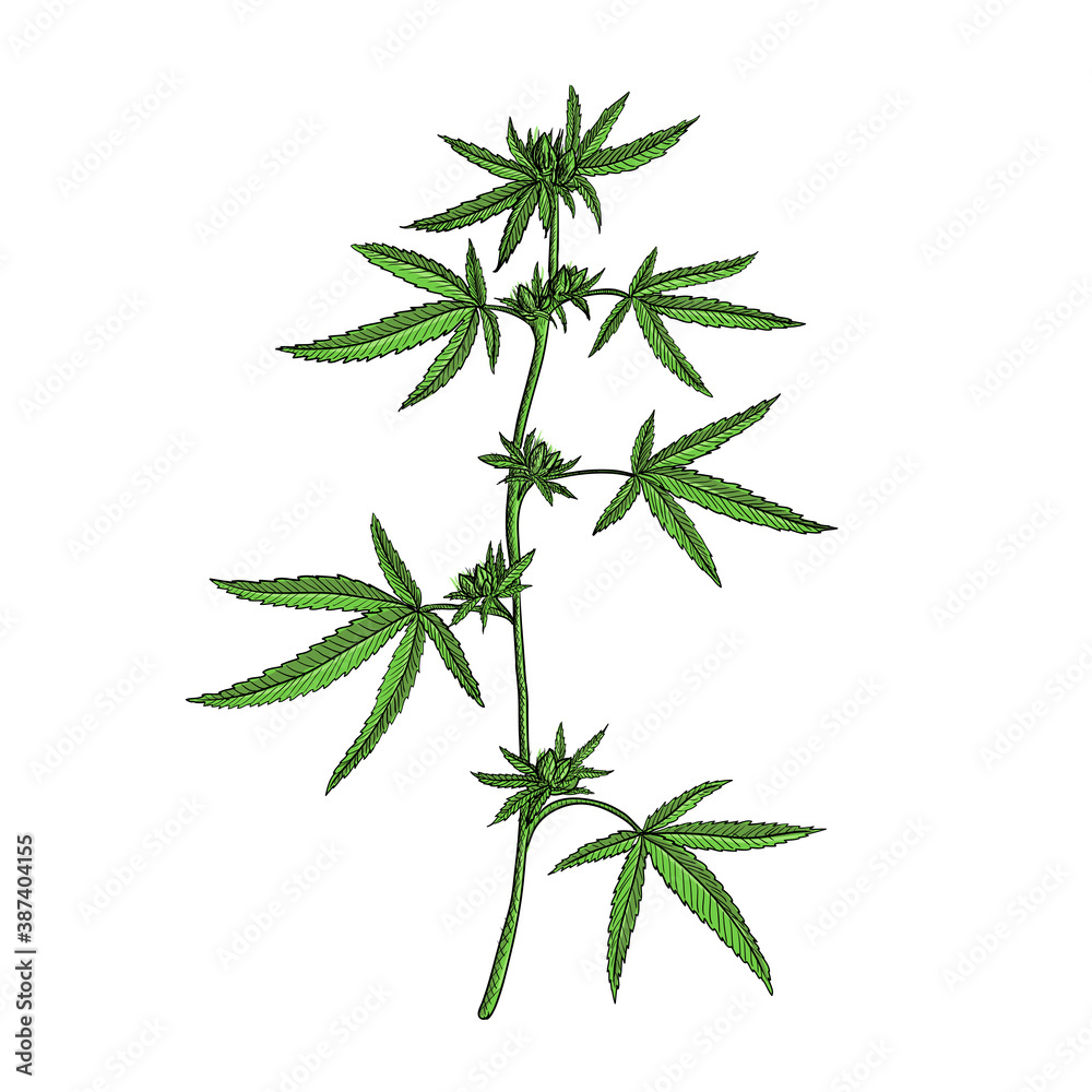 vector drawing cannabis plant vector drawing cannabis plant