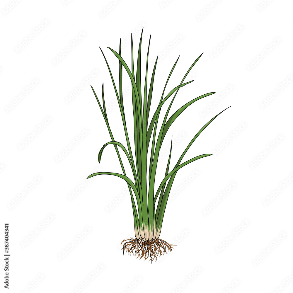 vector drawing vetiver plant
