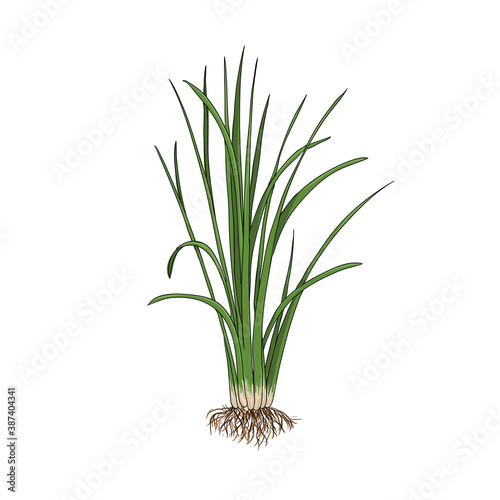 vector drawing vetiver plant