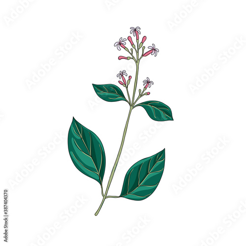 vector drawing Jesuit's bark