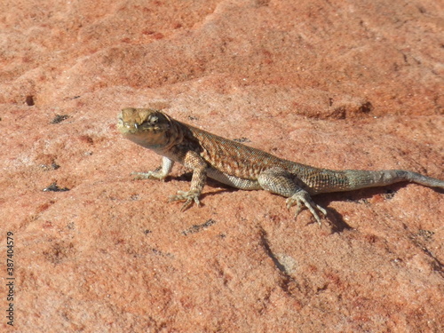 lizard on orange rock in Arizona