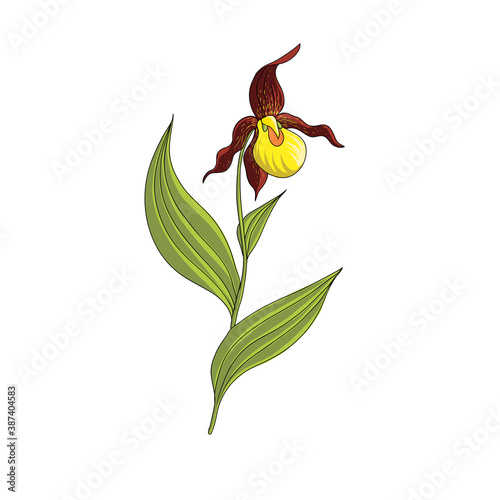vector drawing yellow lady's slipper