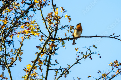 Robin singing in an Hawthorn tree on an autumn day