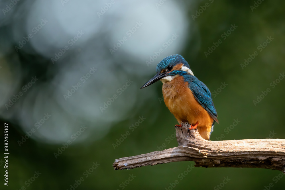 Common European Kingfisher (Alcedo atthis) sitting on a branch above a pool in the forest in the Netherlands Common European Kingfisher (Alcedo atthis) sitting on a branch above a pool in the forest in the Netherlands