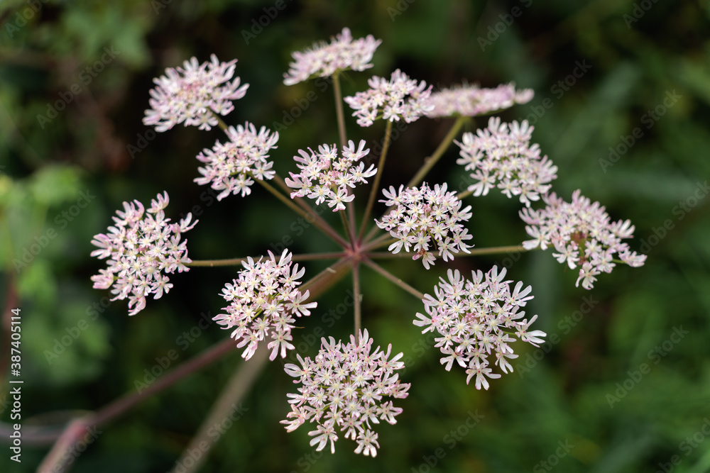 Cow Parsnip ( Heracleum sphondylium) growing near a lake in West Sussex Cow Parsnip ( Heracleum sphondylium) growing near a lake in West Sussex