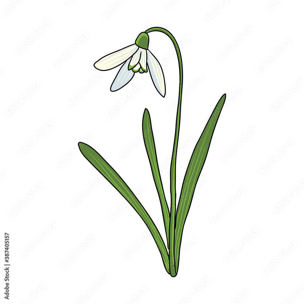 vector drawing snowdrop vector drawing snowdrop
