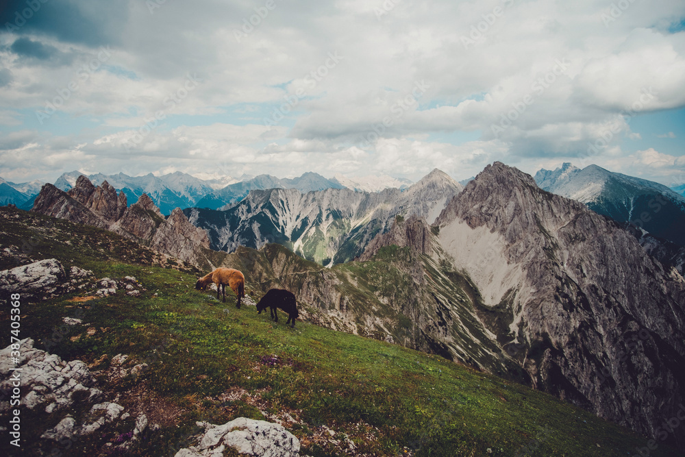 Obraz premium Schafe auf dem Berg