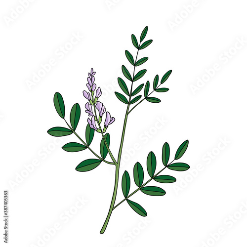 vector drawing licorice root