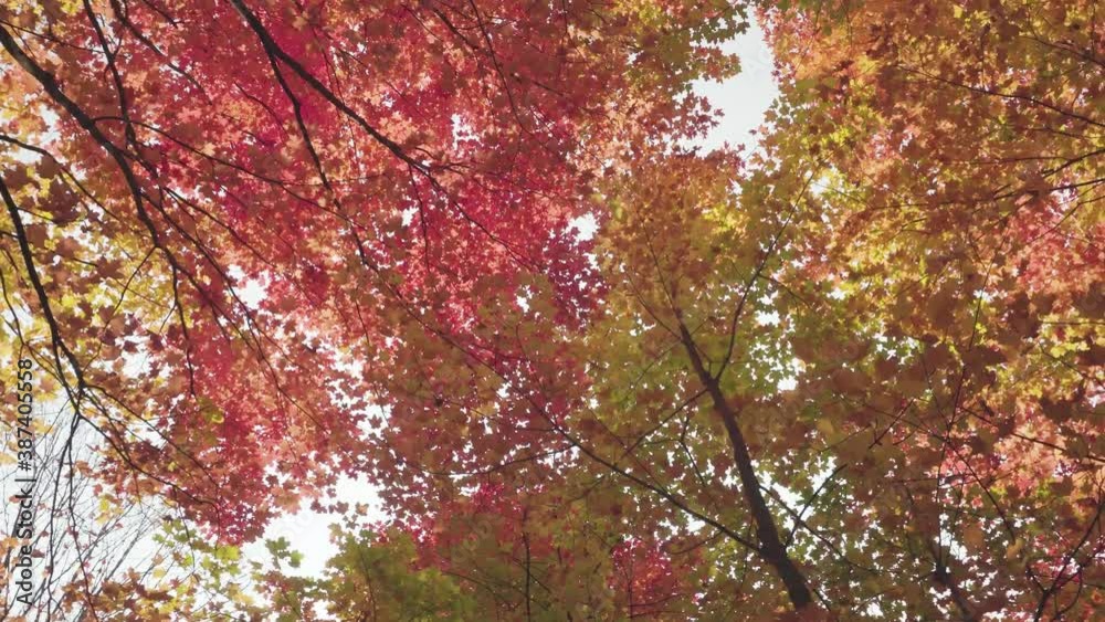 Rotating multicolored tops of autumn maples against sky background Rotating multicolored tops of autumn maples against sky background