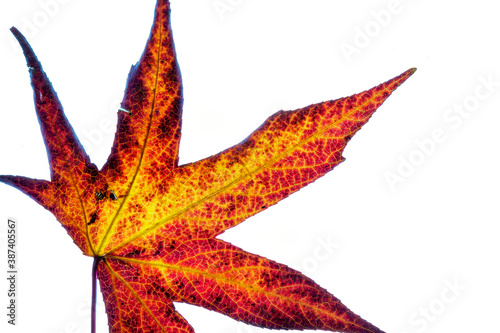 Colorful autumn leaf on a white background