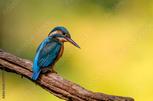 Common European Kingfisher (Alcedo atthis) sitting on a branch above a pool in the forest in the Netherlands © henk bogaard