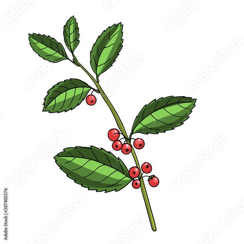 vector drawing yerba mate