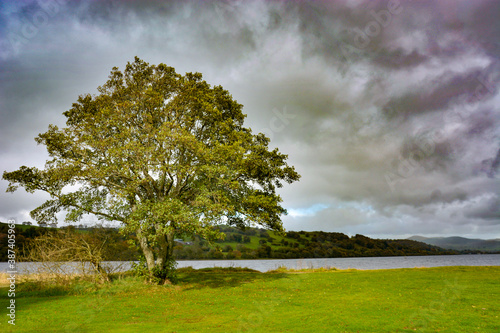 Tree on the Bank of Llyn Tegid  Lake Bala  Gwynedd  Wales.
