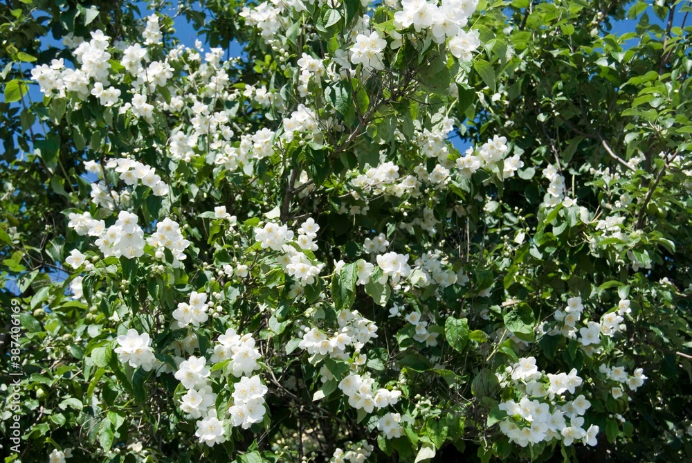 jasmine bush