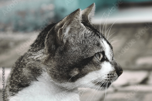 cat face