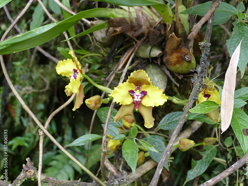 Der Podocarpus-Nationalpark (spanisch: Parque Nacional Podocarpus) ist ein bedeutender Nationalpark im Südosten Ecuadors. Gründung 1982. Fläche 1462,80 km2