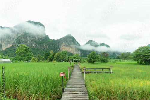 Fototapeta Naklejka Na Ścianę i Meble -  Phuphaman district mountain landscape with front green rice farm background