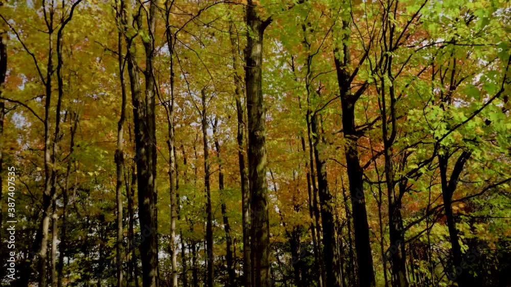 Vertical panorama of the autumn maple grove Vertical panorama of the autumn maple grove