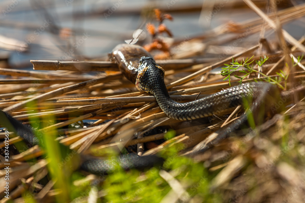 Obraz premium Grass snake on the shore of the lake with a fish in his mouth