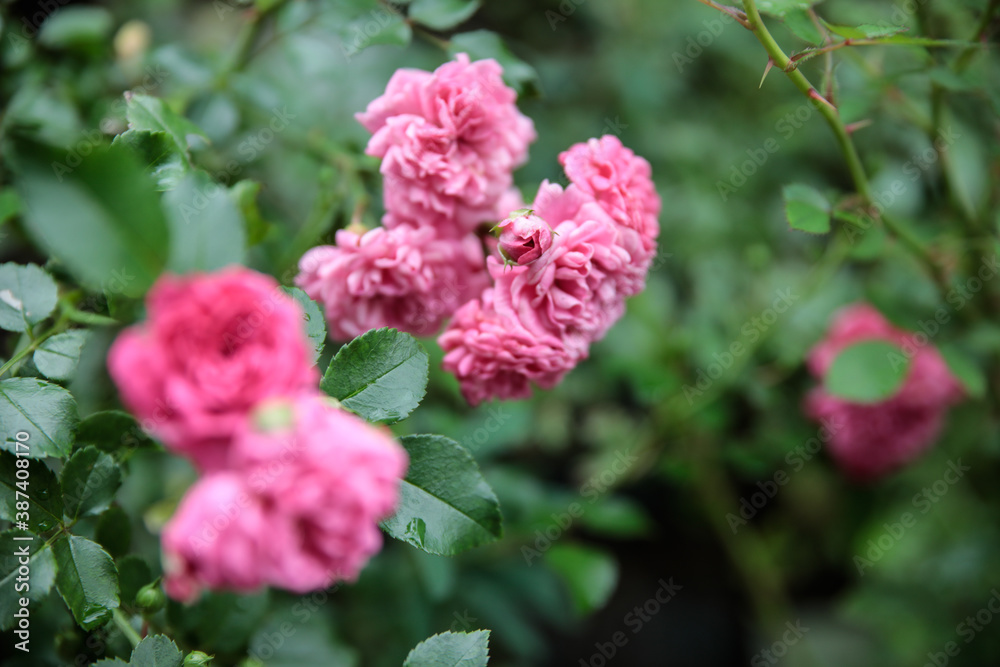 pink rose bush