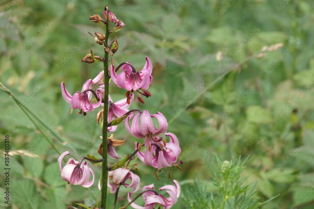 Obraz premium Lys martagon