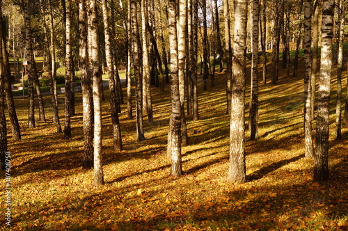 Fototapeta Naklejka Na Ścianę i Meble -  Trees with multicolored leaves in the park. Autumn landscape.	