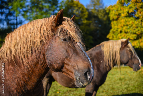 Cuadro en lienzo Kopfportrait eines Pferdes der Rasse Süddeutsches Kaltblut