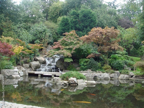 Autumn landscape red Japanese maples garden with rocky pond and golden carps 