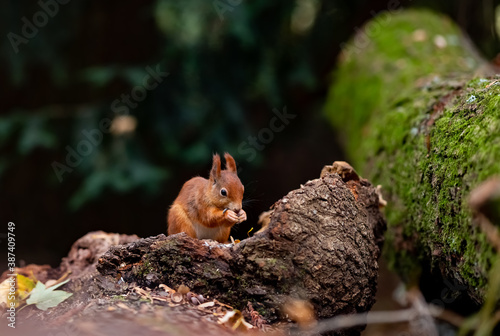 Eichhörnchen Eurasisches Eichhörnchen Sciurus vulgaris Nagetier Hörnchen Haselnuss Baumstamm Fell rot Eichkätzchen Schwanz Nager Springen Kobel Ohrpinsel süß Deutschland Dortmund Rombergpark  photo