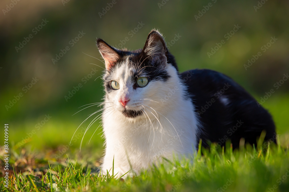 Portrait of a black and white cat