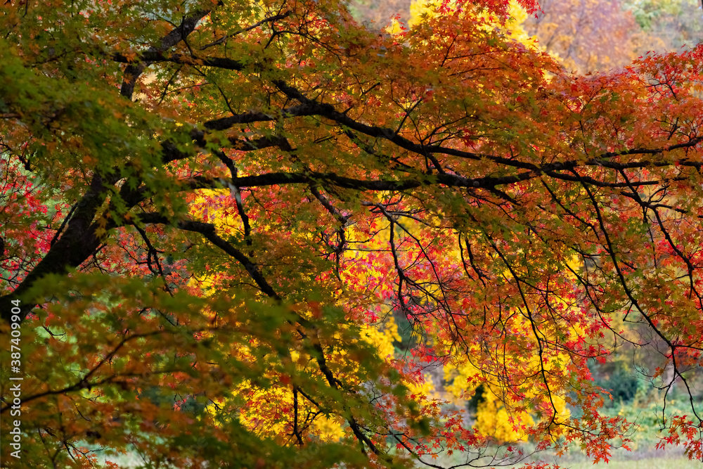 Ahorn Herbst Laubfärbung Blätter Park Baum Bäume Idyll Farbenspiel Kulisse Dortmund Rombergpark Deutschland Hintergrund Jahreszeit Acer Pracht Sonne Licht rot gelb orange Indian Summer Spaziergang Ahorn Herbst Laubfärbung Blätter Park Baum Bäume Idyll Farbenspiel Kulisse Dortmund Rombergpark Deutschland Hintergrund Jahreszeit Acer Pracht Sonne Licht rot gelb orange Indian Summer Spaziergang
