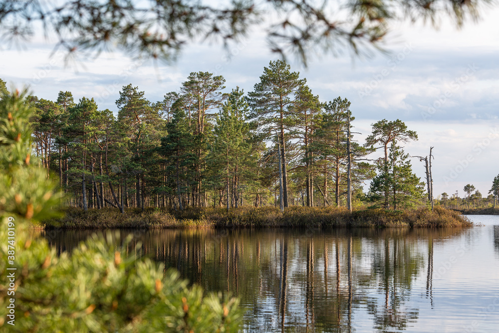 Swamp lake with pine trees in sunny summer day 