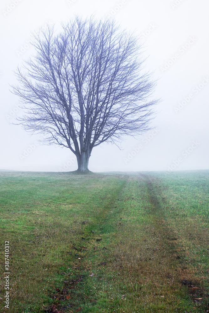 Lone tree in a field on a foggy morning Lone tree in a field on a foggy morning