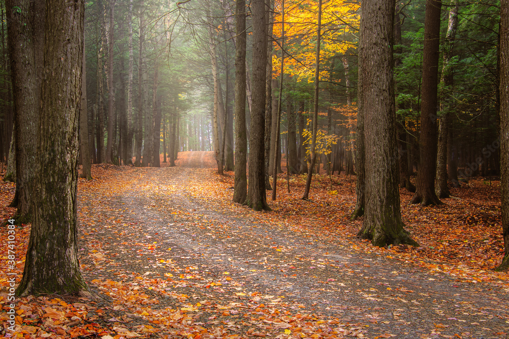 Obraz premium Foggy morning on a country road in Canada