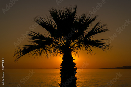 palm trees at sunset © ahmetcandan