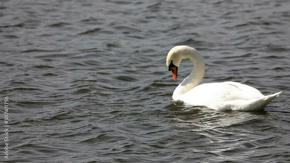 white swan on the water in super slow motion on a sunny day white swan on the water in super slow motion on a sunny day