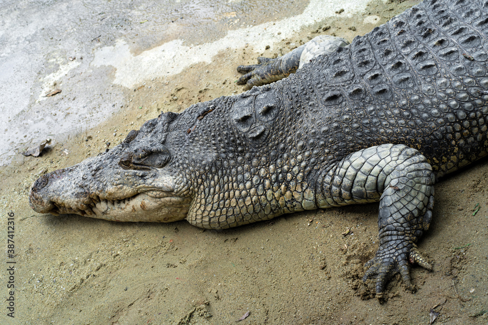 Dangerous crocodile on the lake close up