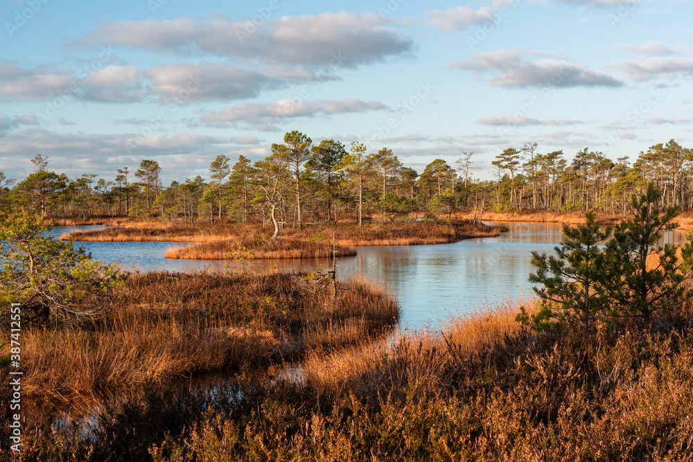 Swamp lake with islands in sunny day and sunrise Swamp lake with islands in sunny day and sunrise