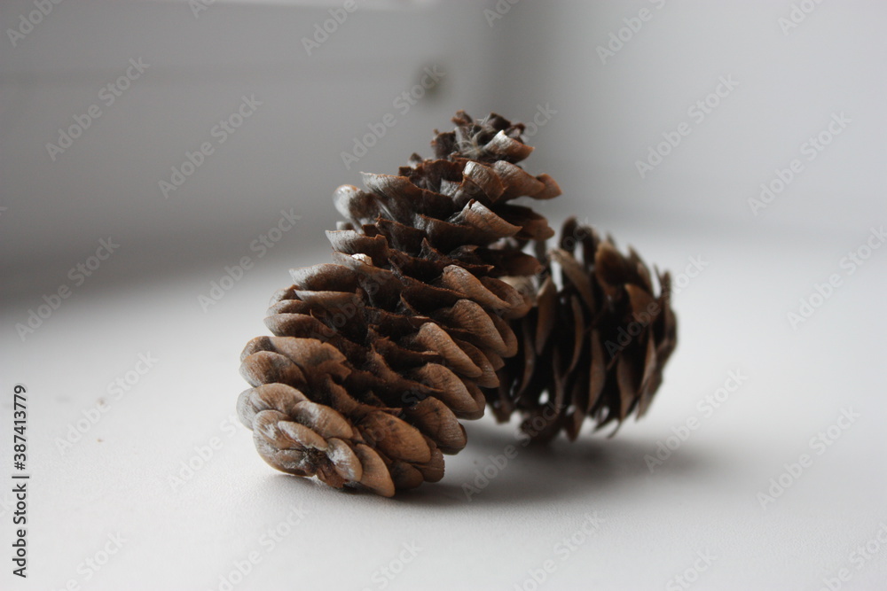 Spruce cones for home interiors Spruce cones for home interiors