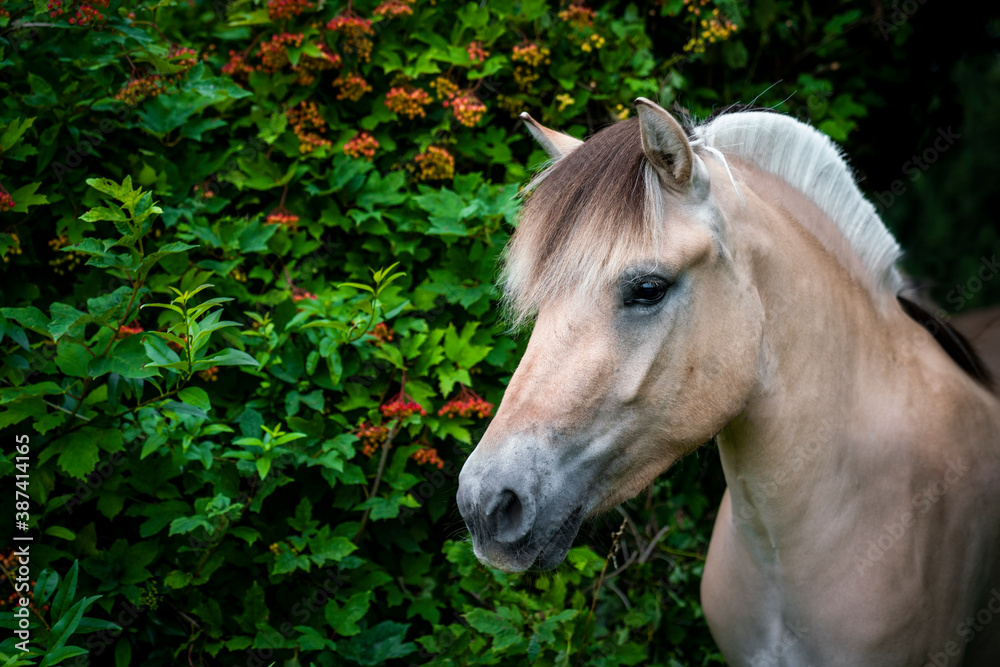 Obraz premium You have to love Fjord horses!