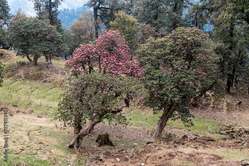 Rhododendron forest in the Himalayas photo