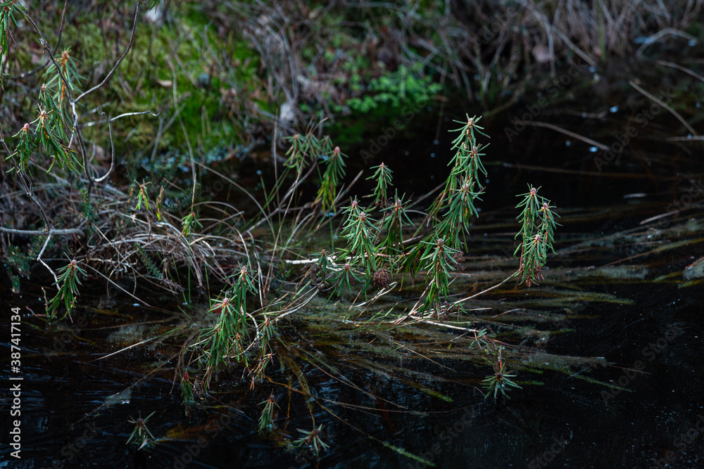 Marsh Labrador and reeds in the sunlite