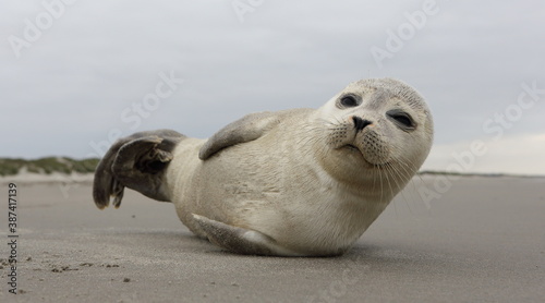 A young grey seal pup that's a total show-off, one with something of an outgoing personality, and who just seems to play to the camera. Iceland Ameland, Dutch.