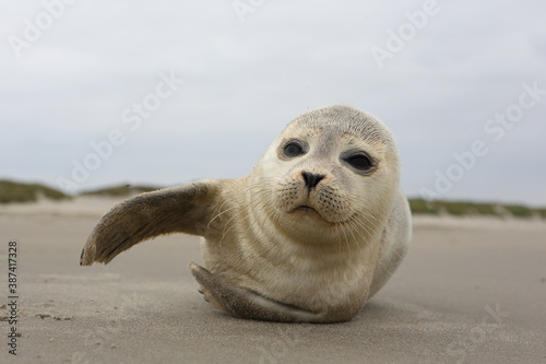 A young grey seal pup that's a total show-off, one with something of an outgoing personality, and who just seems to play to the camera. Iceland Ameland, Dutch.