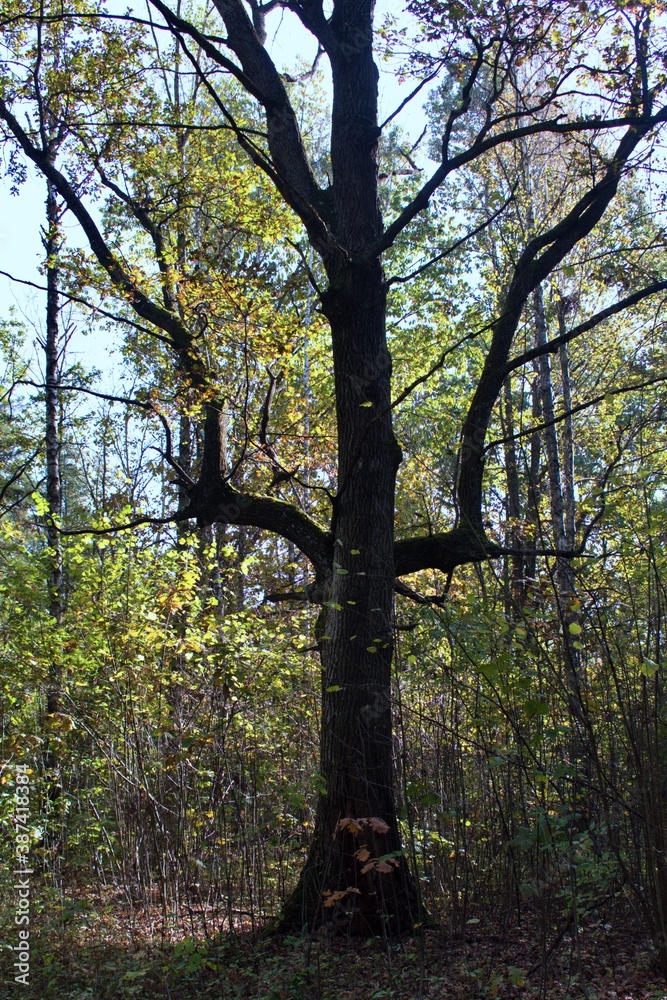 Autumn insights. Old oak tree with unusual shaped branches on autumn forest background Autumn insights. Old oak tree with unusual shaped branches on autumn forest background