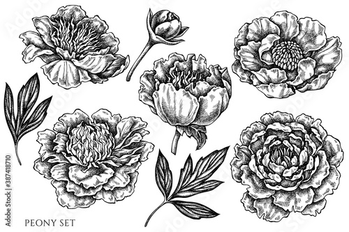 Vector set of hand drawn black and white peony