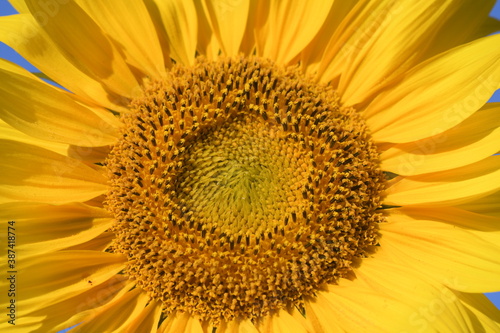 A beautiful common sunflower.