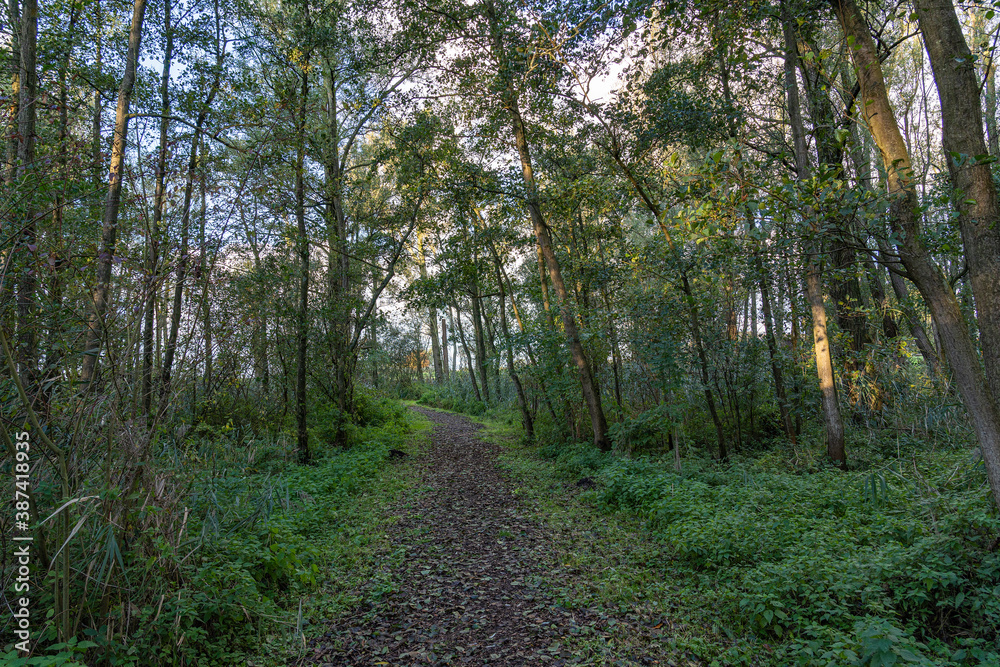 Due to the approaching autumn, the leaves of the trees color and fall on this path of tree bark in the Prielenbos near Zoetermeer